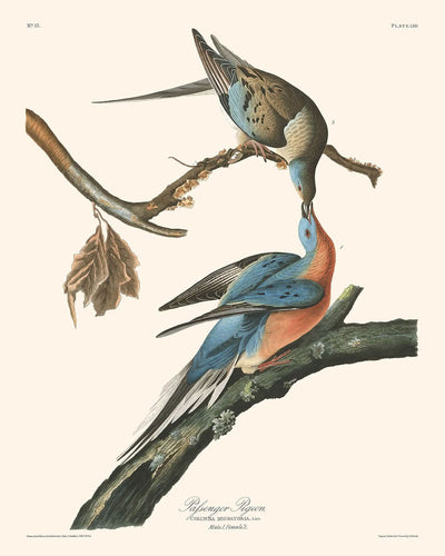 Paloma migratoria, de John James Audubon, 1827