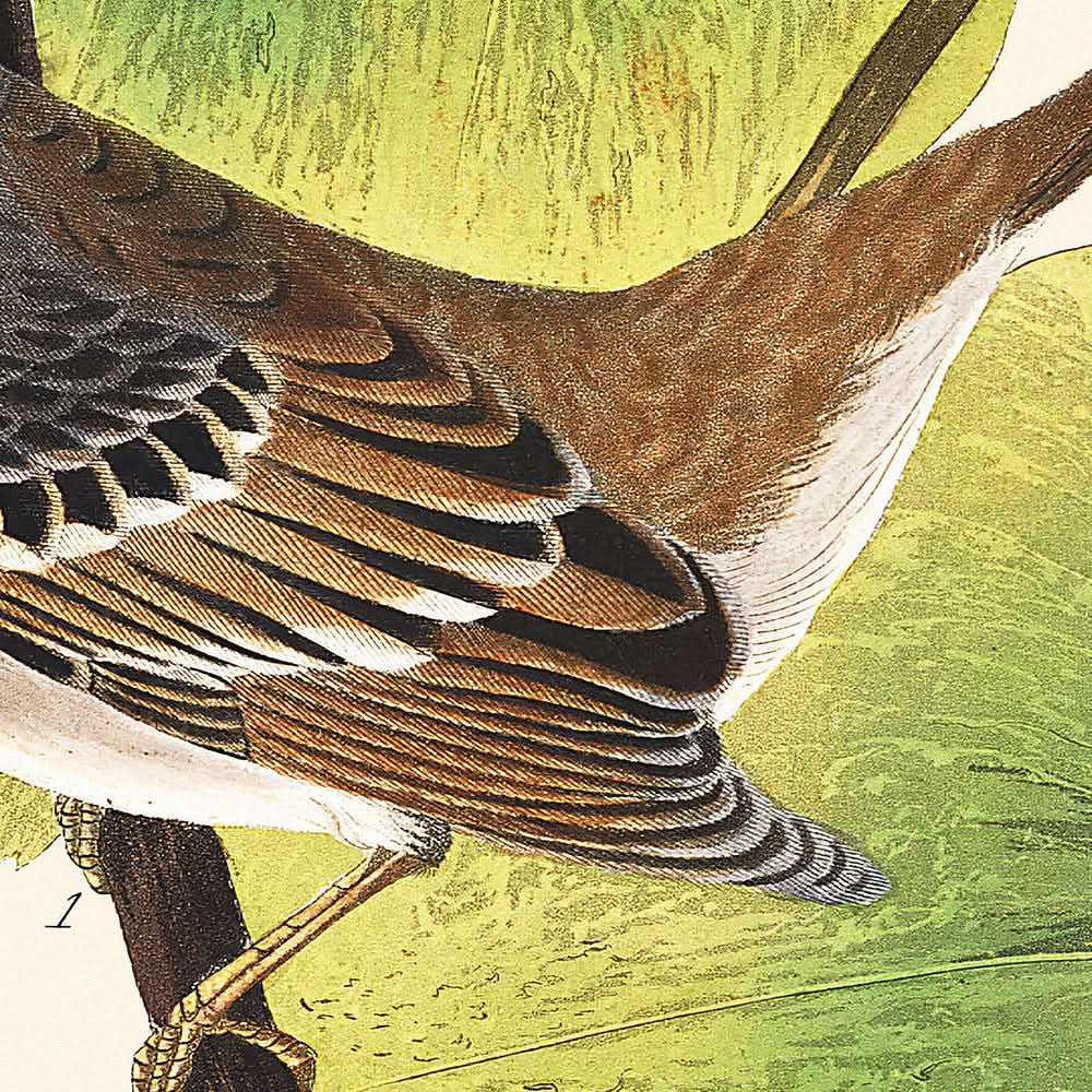 Gorrión de corona blanca, de John James Audubon, 1827