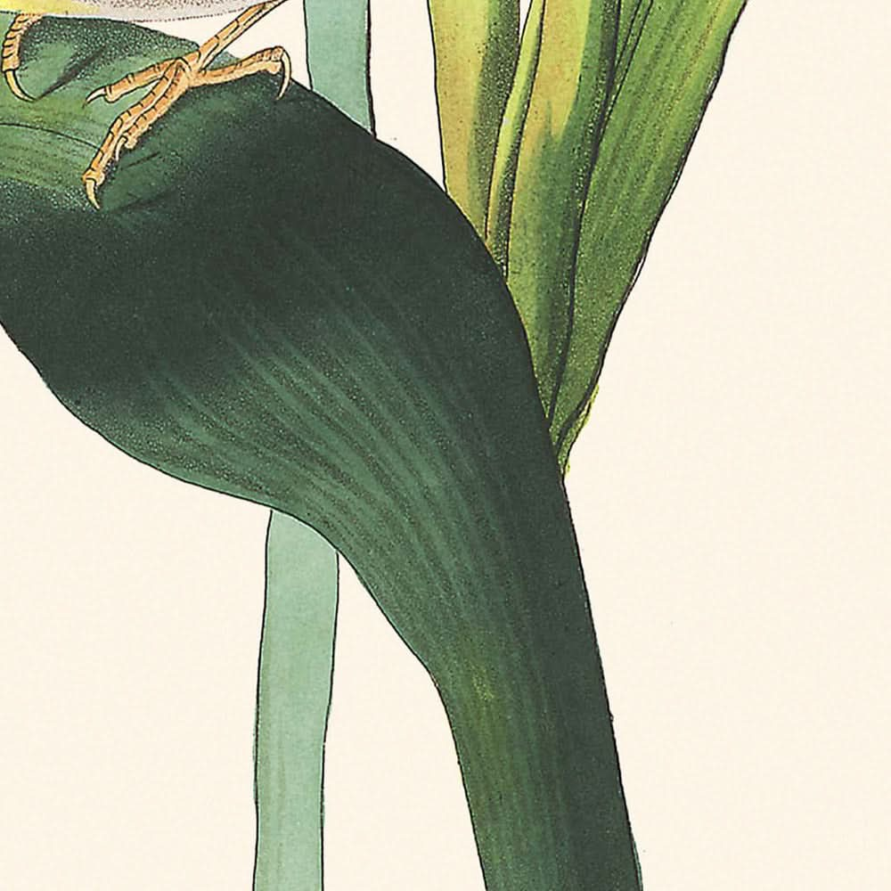 Vigors Vireo von John James Audubon, 1827