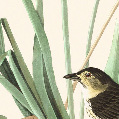 Pinson de MacGillivray par John James Audubon, 1827