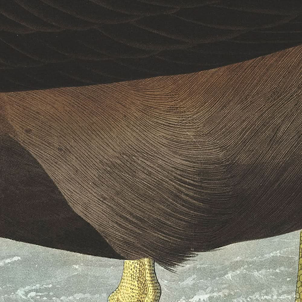 Dusky Albatros by John James Audubon, 1827