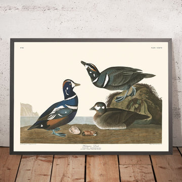 Anatra Arlecchino di John James Audubon, 1827 