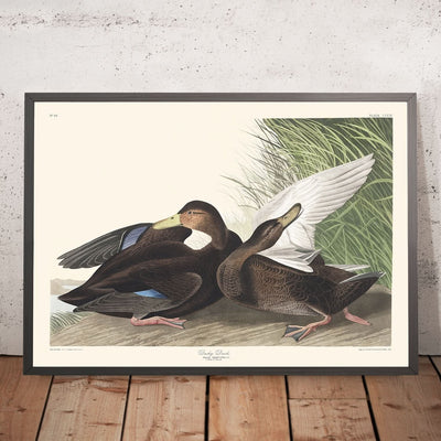 Dusky Duck von John James Audubon, 1827