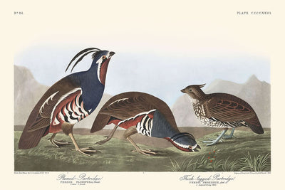 Perdiz emplumada y perdiz patilarga, de John James Audubon, 1827