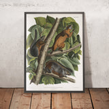 Red-bellied Squirrel (Sciurus feruginiventris) by John Woodhouse Audubon, 1845