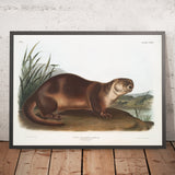 Canada Otter (Lutra canadensis) by John Woodhouse Audubon, 1845