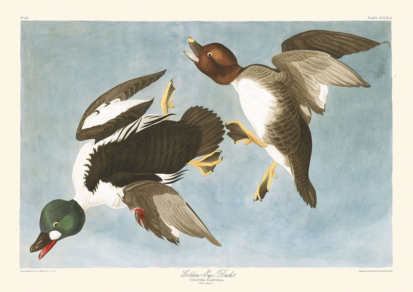 Pato de ojos dorados (Lámina 342) de John James Audubon, 1827