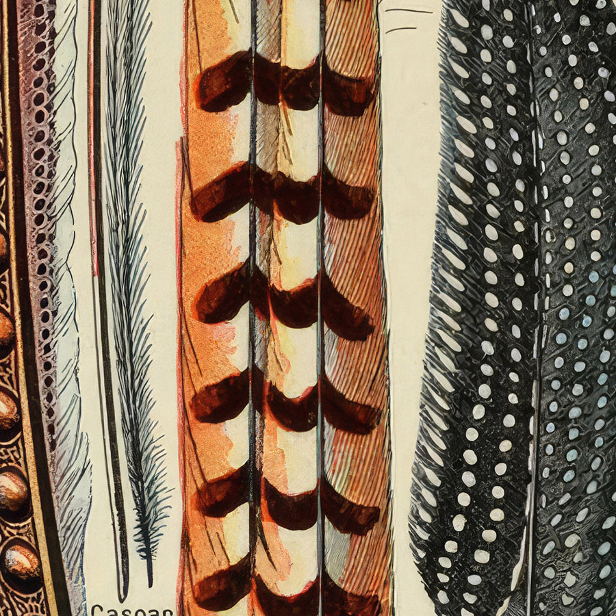 Piume di Adolphe Millot, 1890 