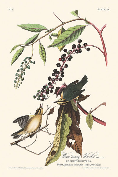 Worm eating Warbler by John James Audubon, 1827