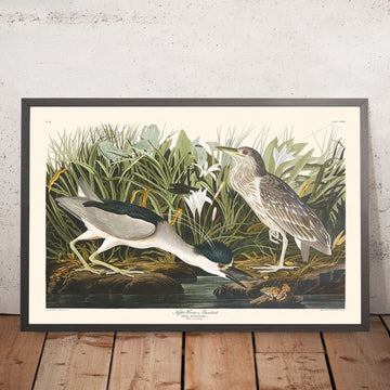 Night Heron, or Qua Bird by John James Audubon, 1827