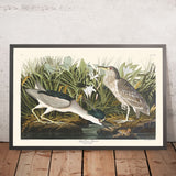 Night Heron, or Qua Bird by John James Audubon, 1827