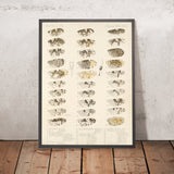 Insecta Diptera (Plate 20) by Frederick DuCane Godman, 1879