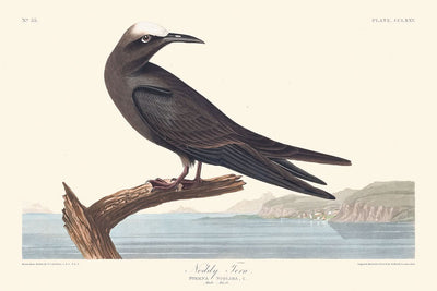 Charrán noddy por John James Audubon, 1827