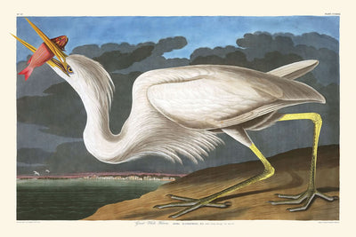 Garza blanca grande, de John James Audubon, 1827