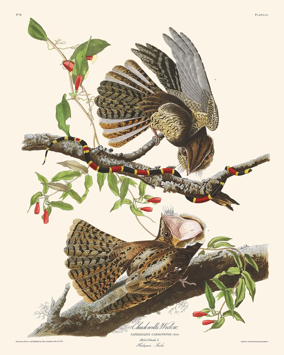 La viuda de Chuck Will, de John James Audubon, 1827