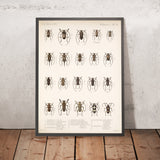 Beetles (Coleoptera, Plate 220) by Frederick DuCane Godman, 1879
