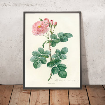 A framed image of Rosa damascena Aurora by Pierre Joseph Redouté, 1817
