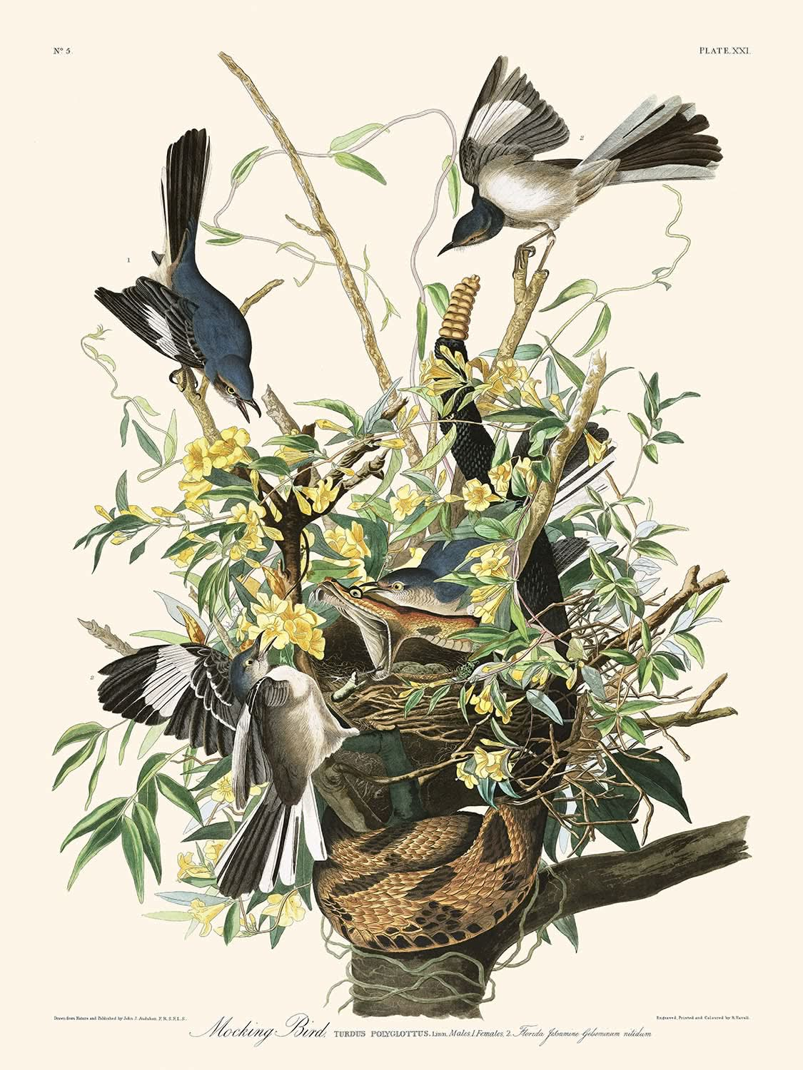 L'oiseau moqueur de John James Audubon, 1827