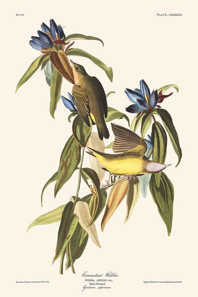 "Reinita de Connecticut, por John James Audubon, 1827"