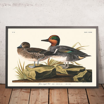 Sarcelle à ailes vertes par John James Audubon, 1827
