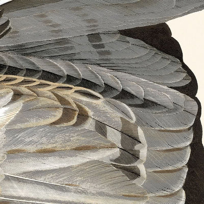 Fish Hawk, or Osprey by John James Audubon, 1827