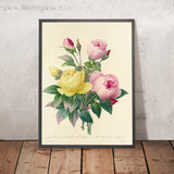 Yellow Rose (Rosa lutea, Plate 94) by Pierre Joseph Redouté, 1827