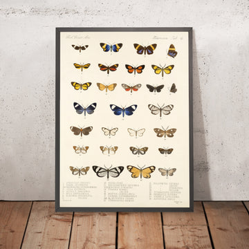A framed image of 