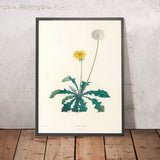 Dandelion (Plate 35) by Pierre Joseph Redouté, 1805