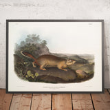 Parry’s Marmot Squirrel (Spermophilus parryi) by John Woodhouse Audubon, 1845