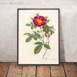 Damask Rose (Rosa damascena coccinea) by Pierre Joseph Redouté, 1817