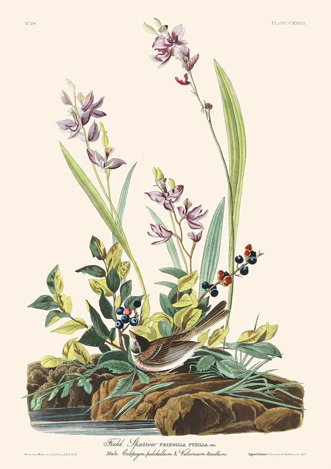 Moineau des champs par John James Audubon, 1827