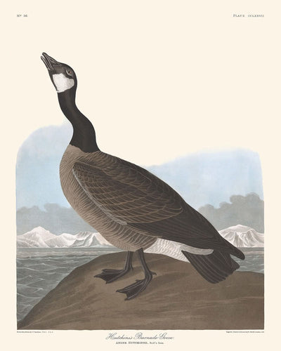 El ganso percebe de Hutchins, de John James Audubon, 1827