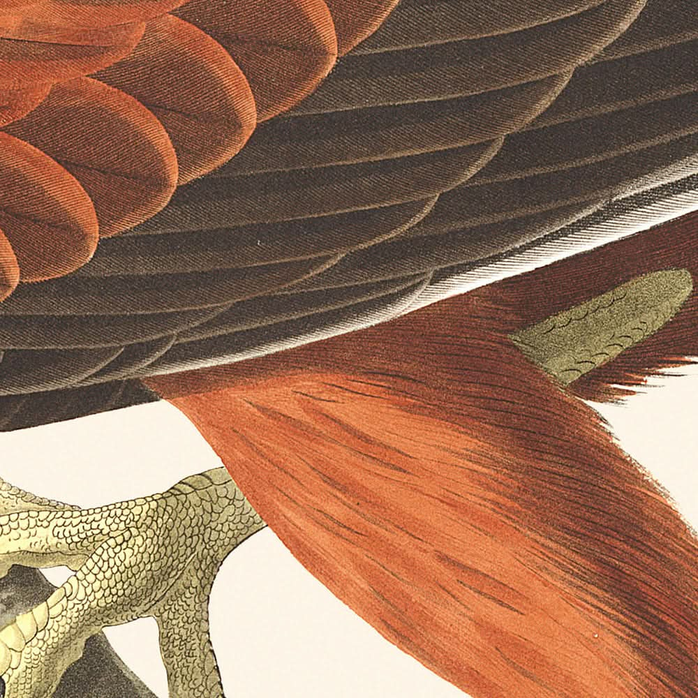 Halcón de Luisiana, de John James Audubon, 1827