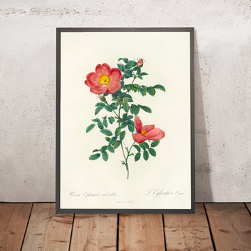 A framed image of Eglantine Rose (Rosa eglanteria sub rubra) by Pierre Joseph Redouté, 1817