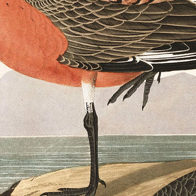 El zarapito pechirrojo, de John James Audubon, 1827