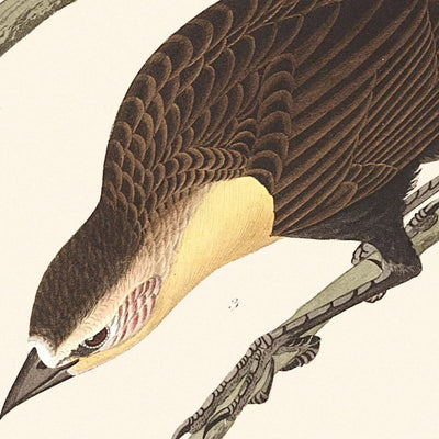 Estornino de Nuttall, troopial de cabeza amarilla, oropéndola de Bullock, de John James Audubon, 1827