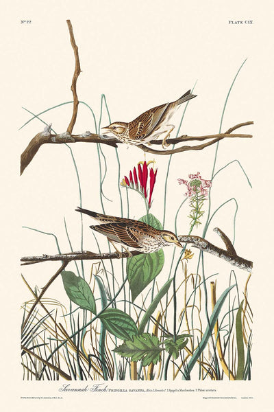 Savannah Finch by John James Audubon, 1827