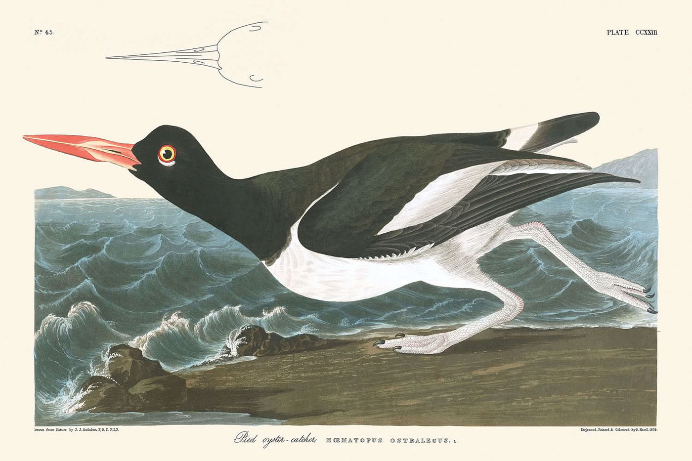 Ostrero común, de John James Audubon, 1827