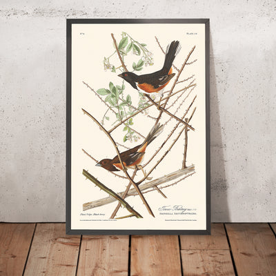 A framed image of Towee Bunting by John James Audubon 1827