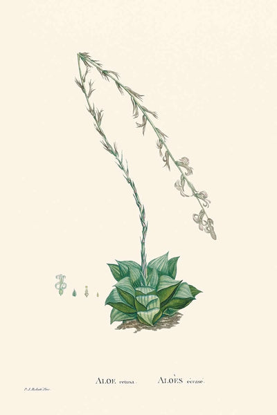 Star Cactus by Pierre-Joseph Redouté, 1802