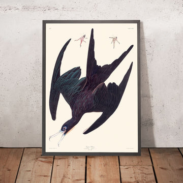 Fregata Pelicano di John James Audubon, 1827 