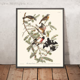 Pájaro de grosbeak de pecho rosa por John James Audubon, 1827 