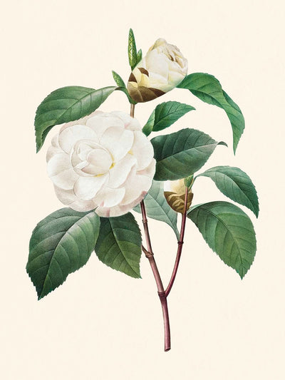 Camelia blanca de Pierre-Joseph Redouté, 1827