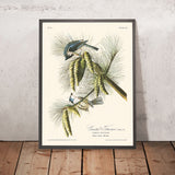 Mésange huppée par John James Audubon, 1827