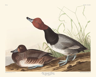 Pato de cabeza roja, de John James Audubon, 1827