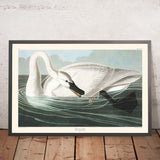 Cigno trombettiere di John James Audubon, 1827 