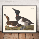 Ring-necked Duck by John James Audubon, 1827