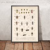Bees, Wasps and Ants (Hymenoptera, Plate 05) by Frederick DuCane Godman, 1879