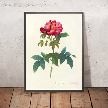 A framed image of Rosa gallica Caerulea by Pierre Joseph Redouté, 1817