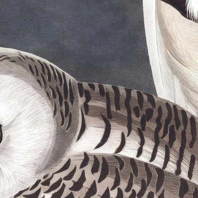 Snowy Owl by John James Audubon, 1827